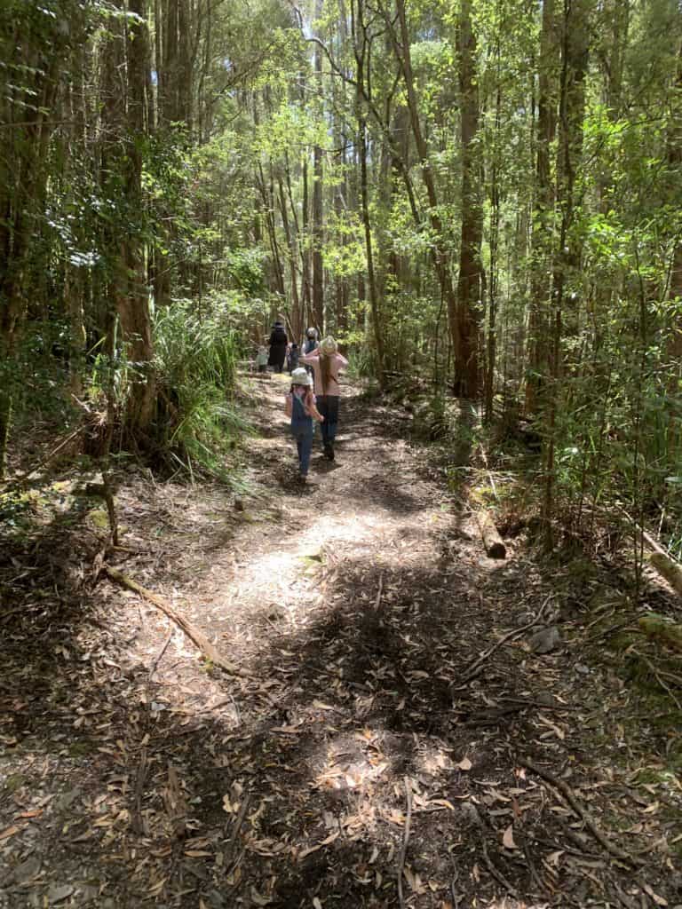 The beautiful bush walk to Mystery Creek Cave is about an hour return