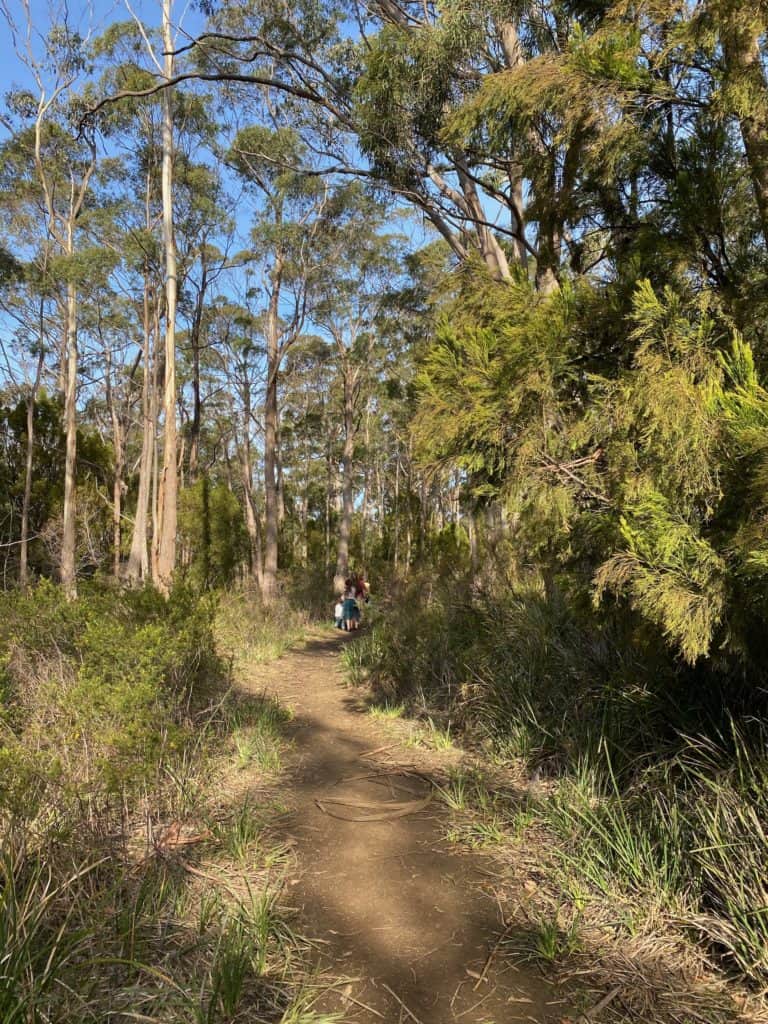 Come to Tasmania and enjoy beautiful trails like this!