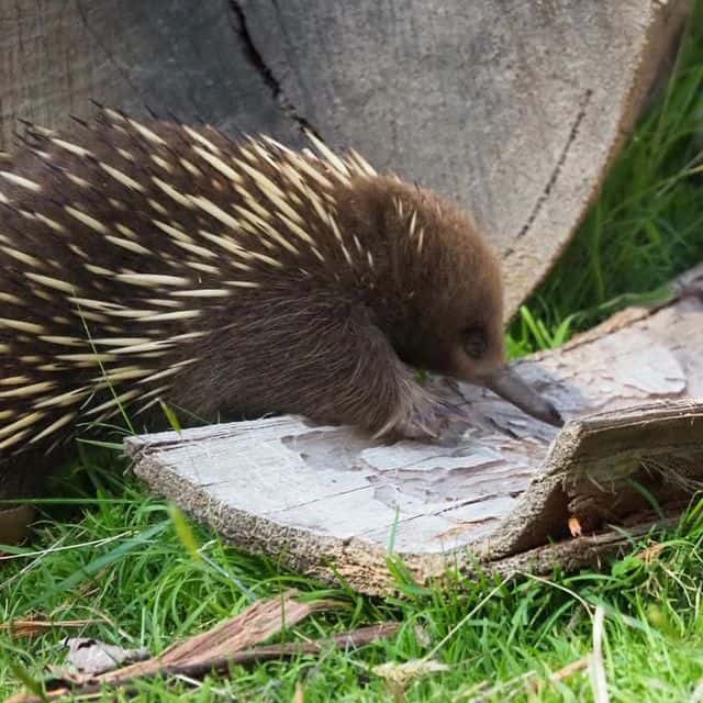 An echidna like the one in the picture is just one of the wild animals you can find on Pilgrim Hill and in Southern Tasmania